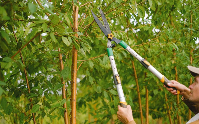 Tree trimming in Belgrade, NE
